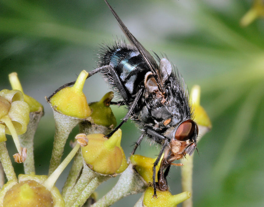 Immagini di macrofotografia